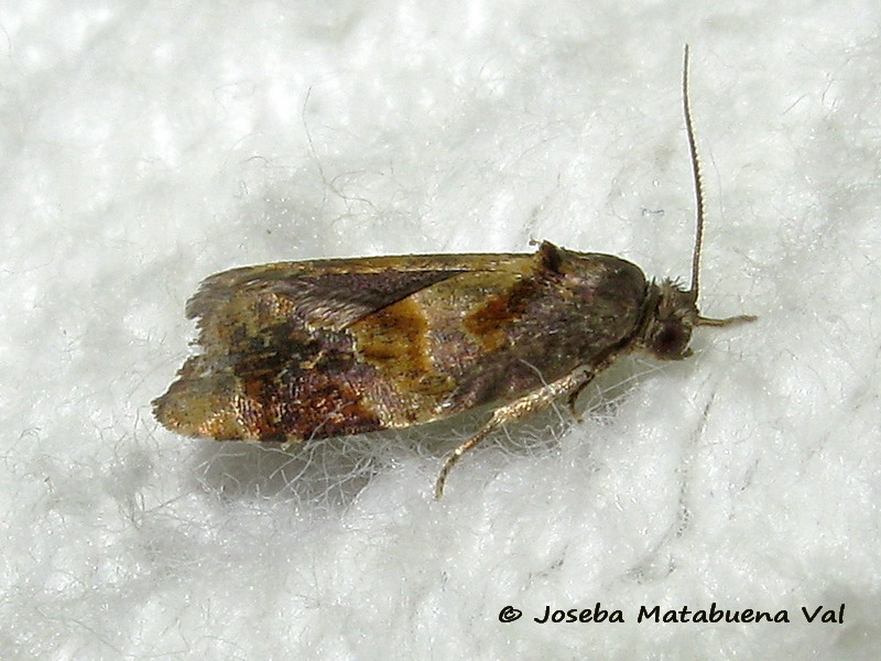 Tortricidae: Ditula angustiorana